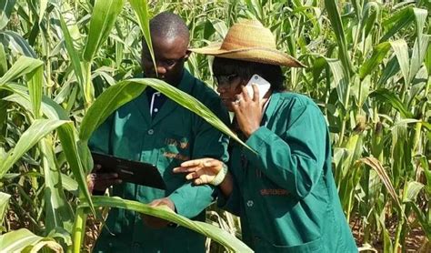  Beyond the Field: A Deep Dive into the Heart of Nigerian Agriculture