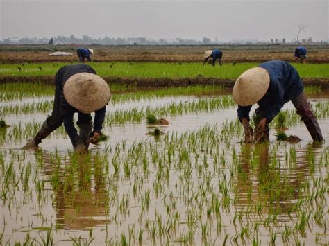  Harvesting the Moon: A Poetic Exploration of Rice Farming in Vietnam! 