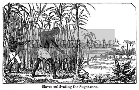 Sugarcane: A Story of Slavery and Freedom – Unveiling the Sweet and Bitter Threads of Brazilian History